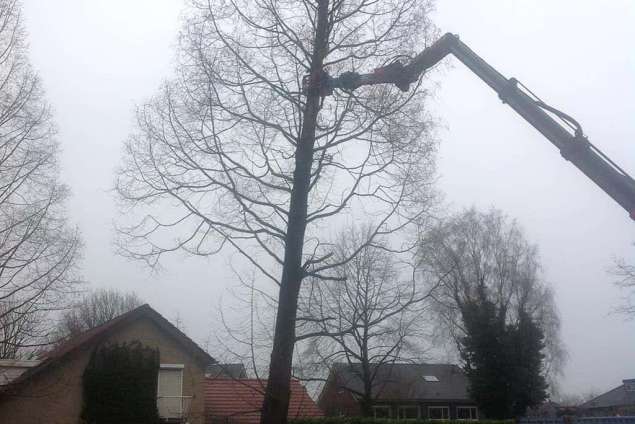 bomen rooien werkedam